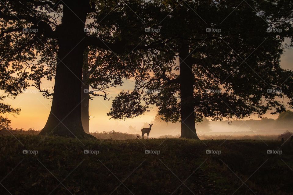 Forest Covered With Dark Clouds