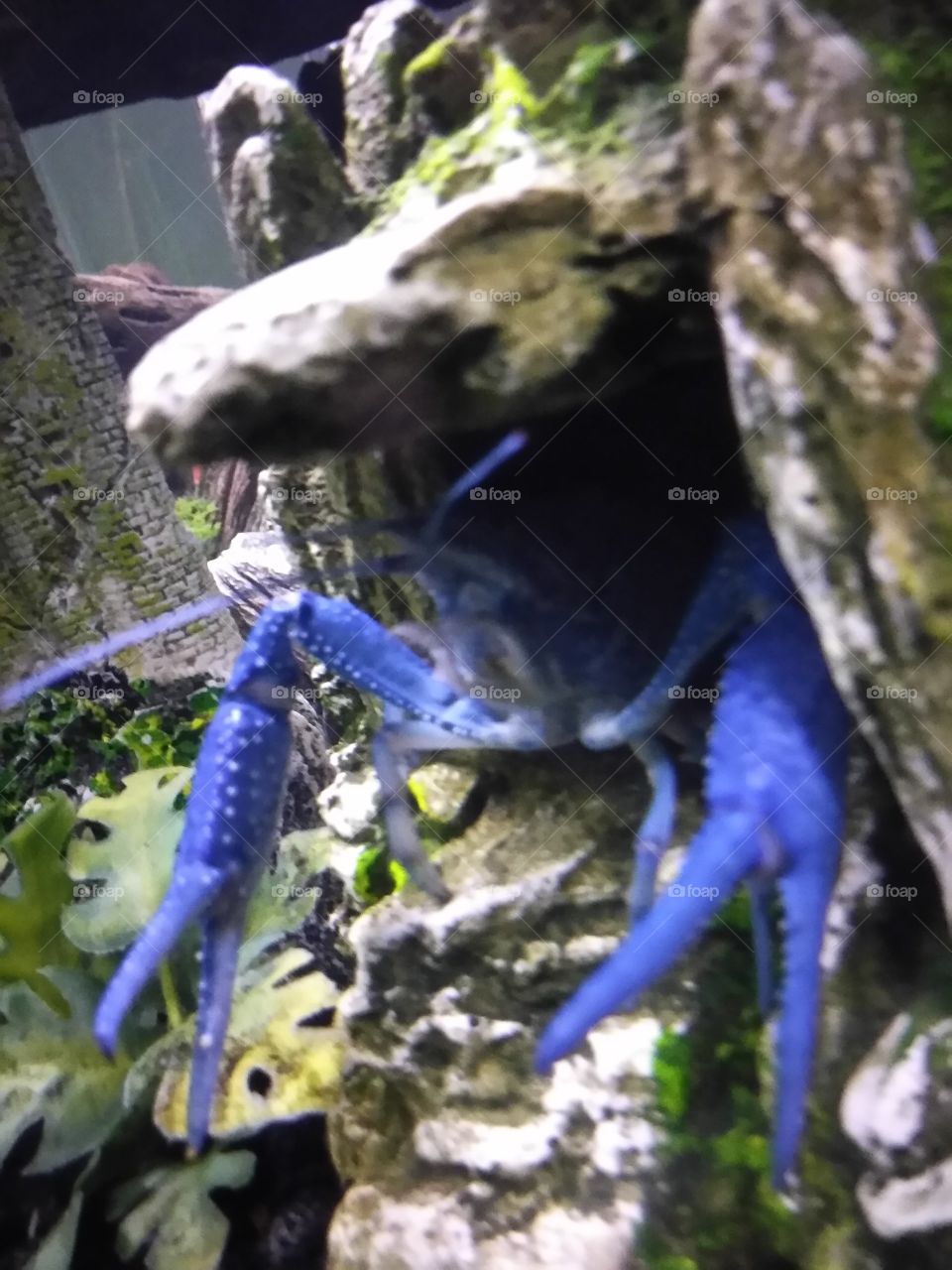 Blue crayfish inside tank