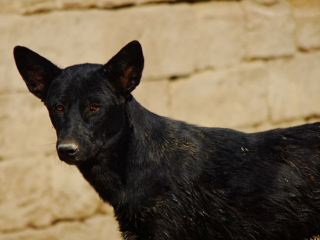 dog