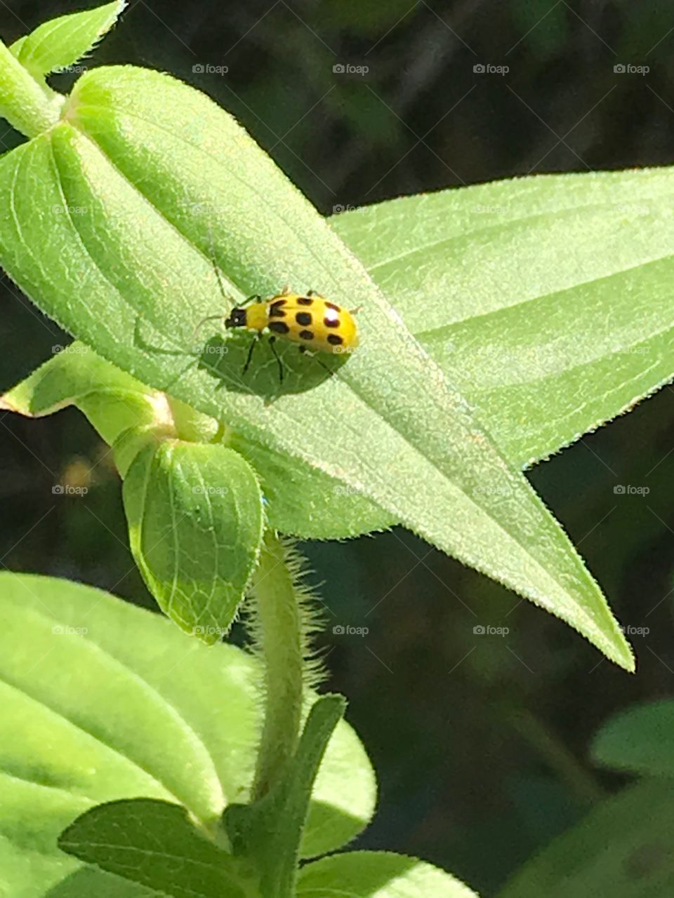 Yellow Beetle with Black spots on Green Leaf