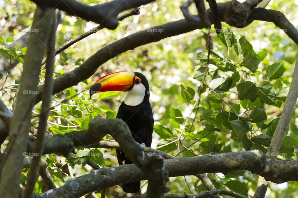 Toco Toucan.