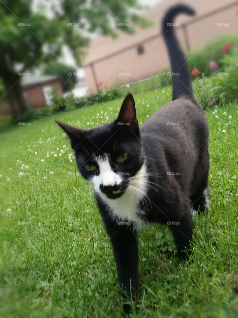 black white Tomcat cartoon cat green grass