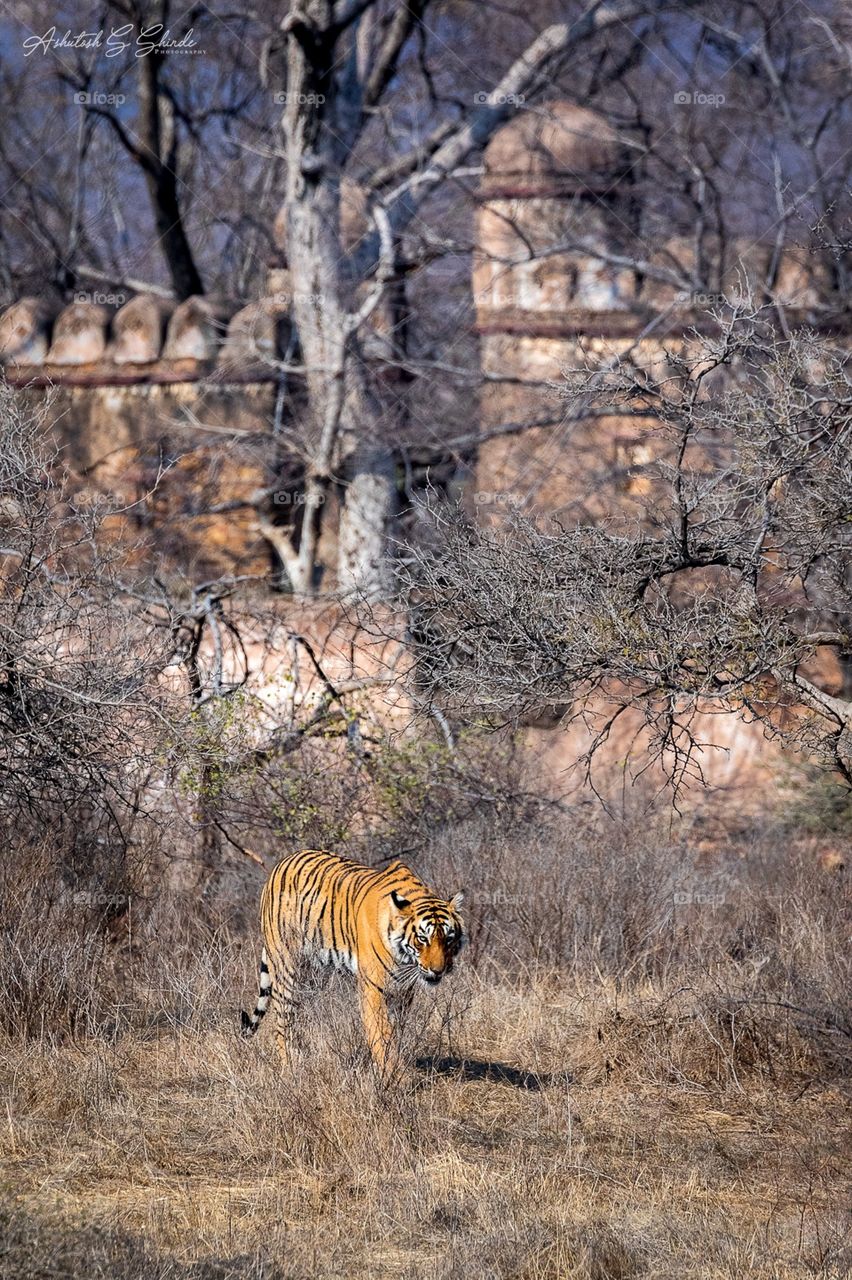 tigress in front of ruins of mosque