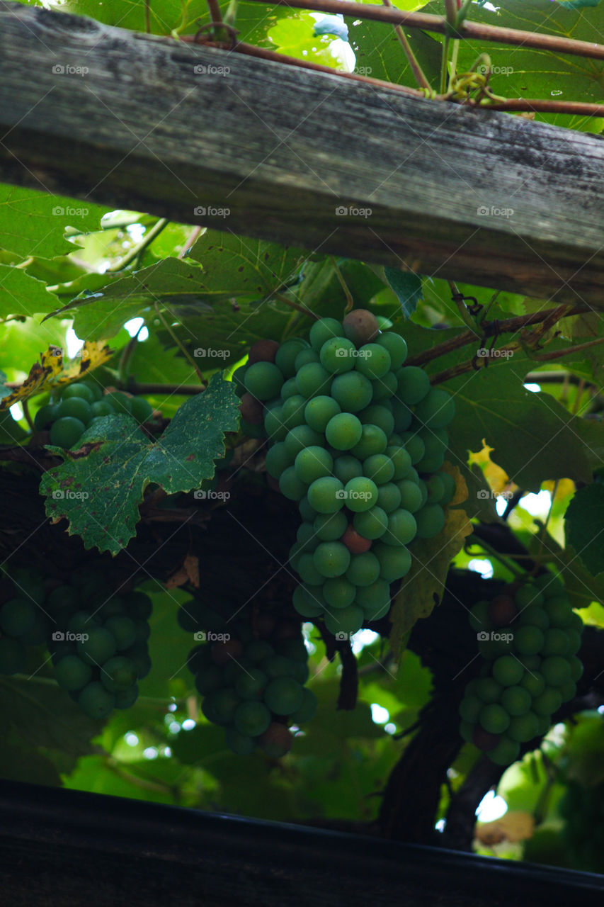 arbor grapes