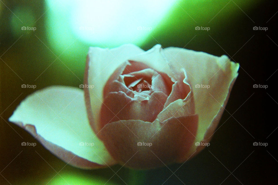 spotlight rose