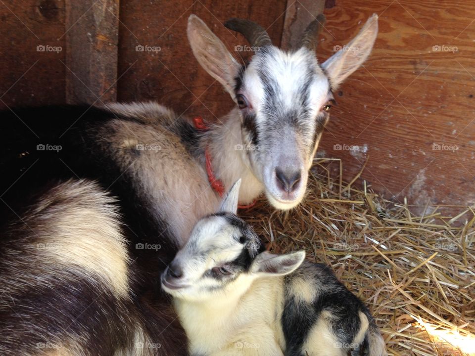 Mother and baby. A mother alpine goat and her baby are snuggling together. 