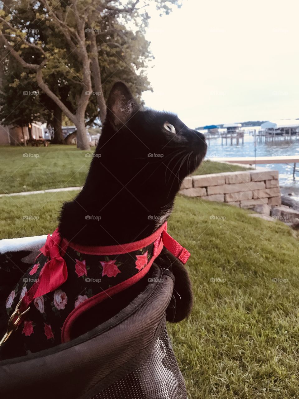 Taking adorable black kitty cat down to the beach to watch the waves is secret ritual!! 