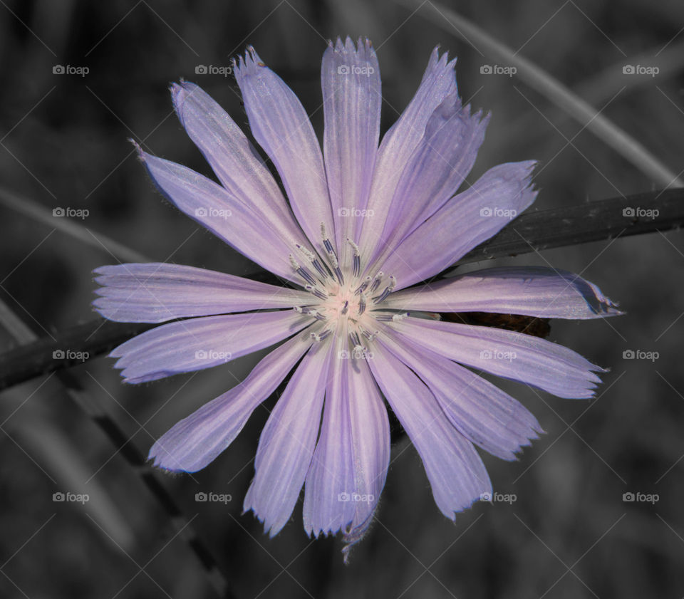 Purple flower in the forest under the shade of the trees