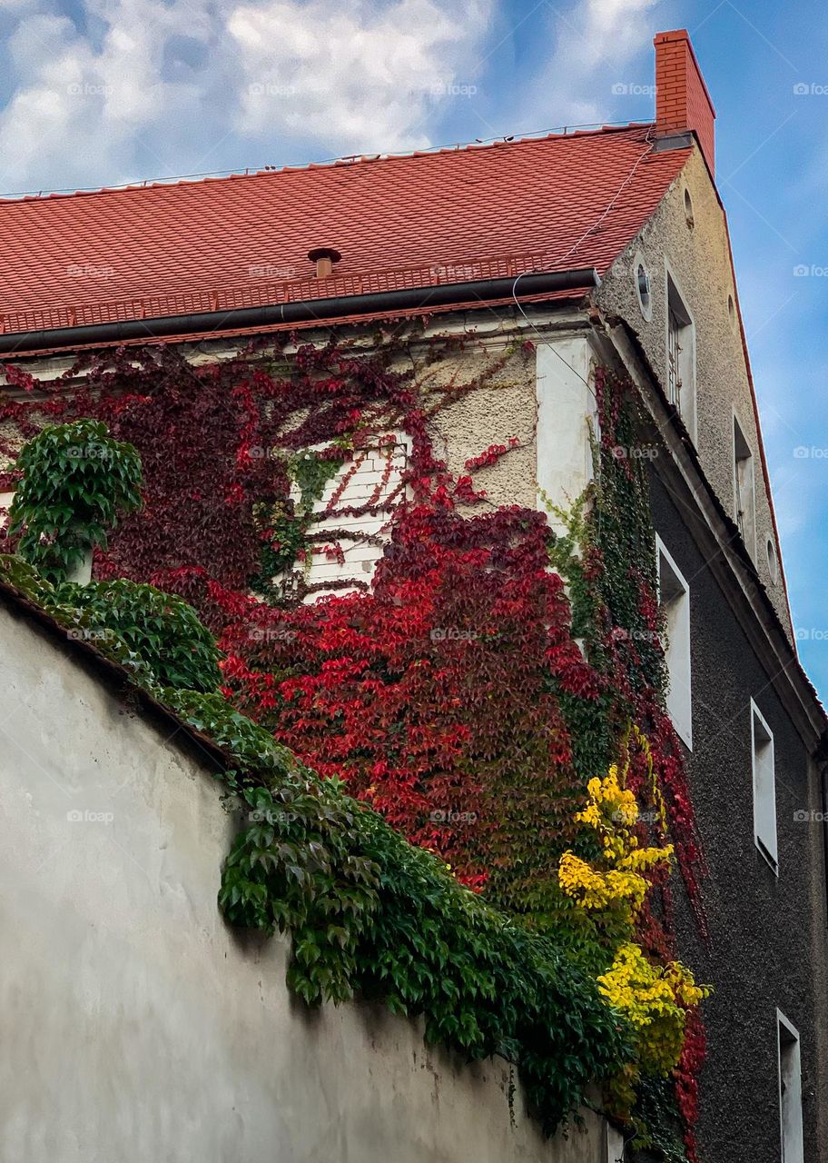 Walls of an old house with red roof are covered with wild grapes. Leaves have different colors: yellow, burgundy, green and the the shades of these colors