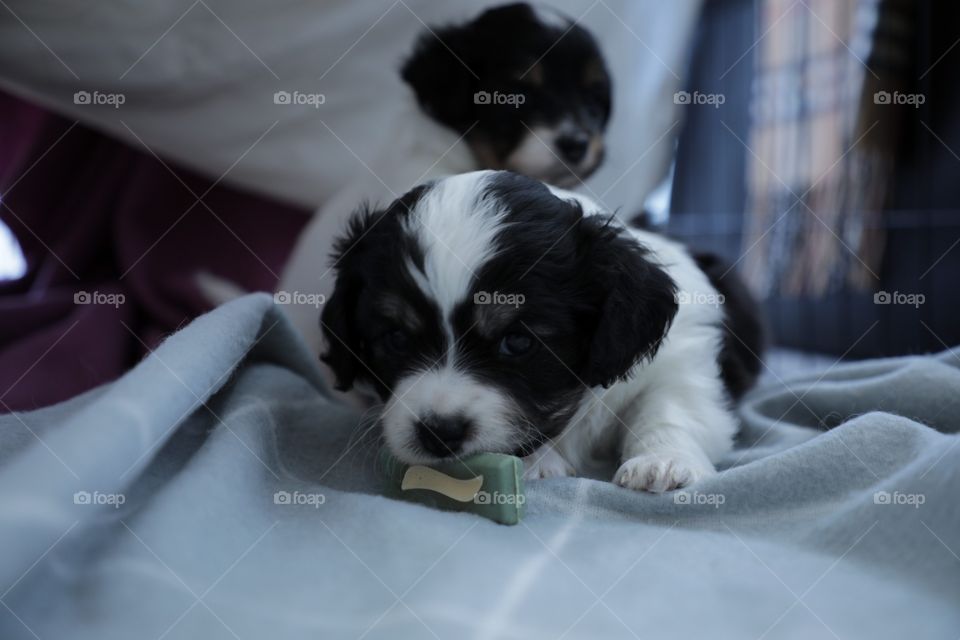 Pup chewing dental chew