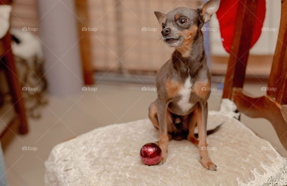 Toy Tarrier and the New Year's ball, preparing for the New Year.

￼