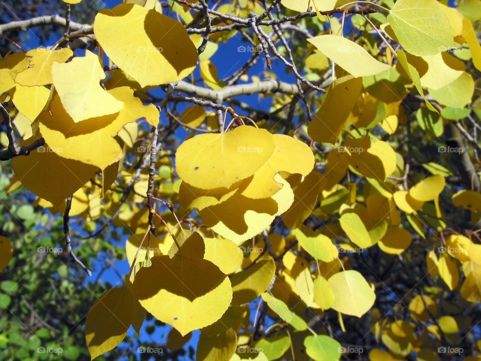 Aspen leaves