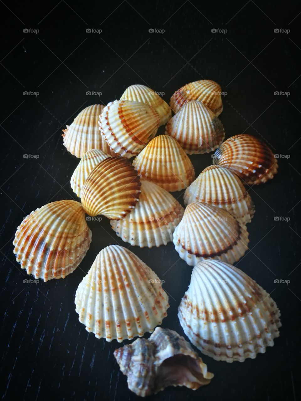 Studio shot of seashell