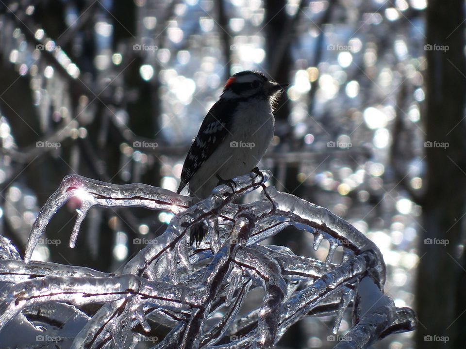 woodpecker on branch after ice storm