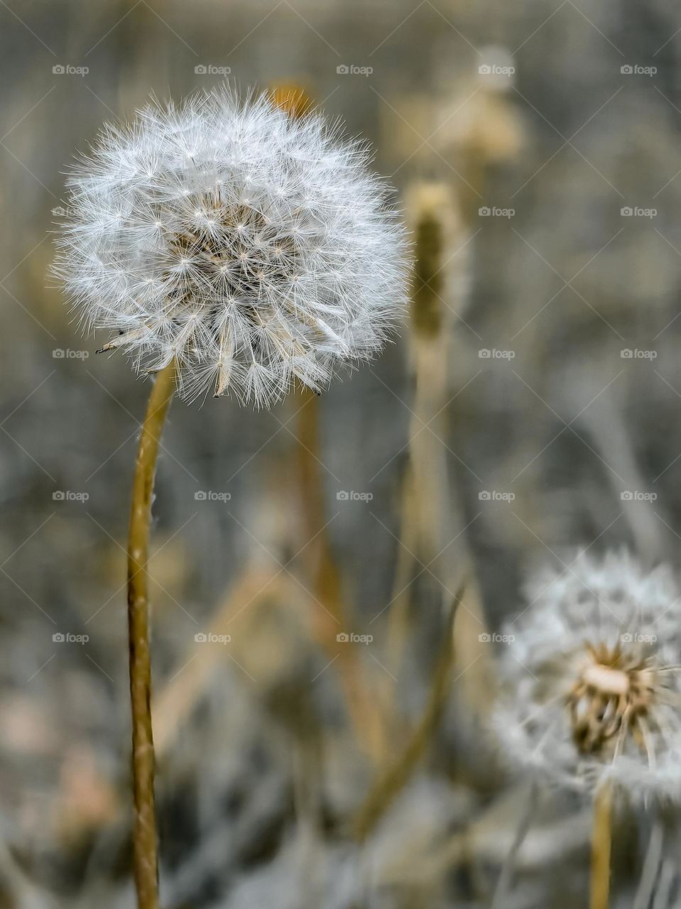 Dandelion close-up