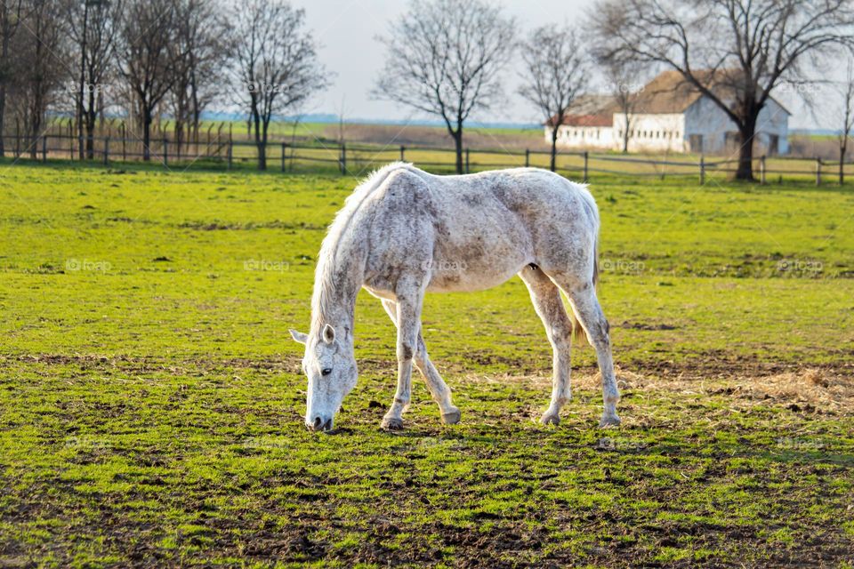 The stables of the "Bechey" - contryside of a "Bechey " town