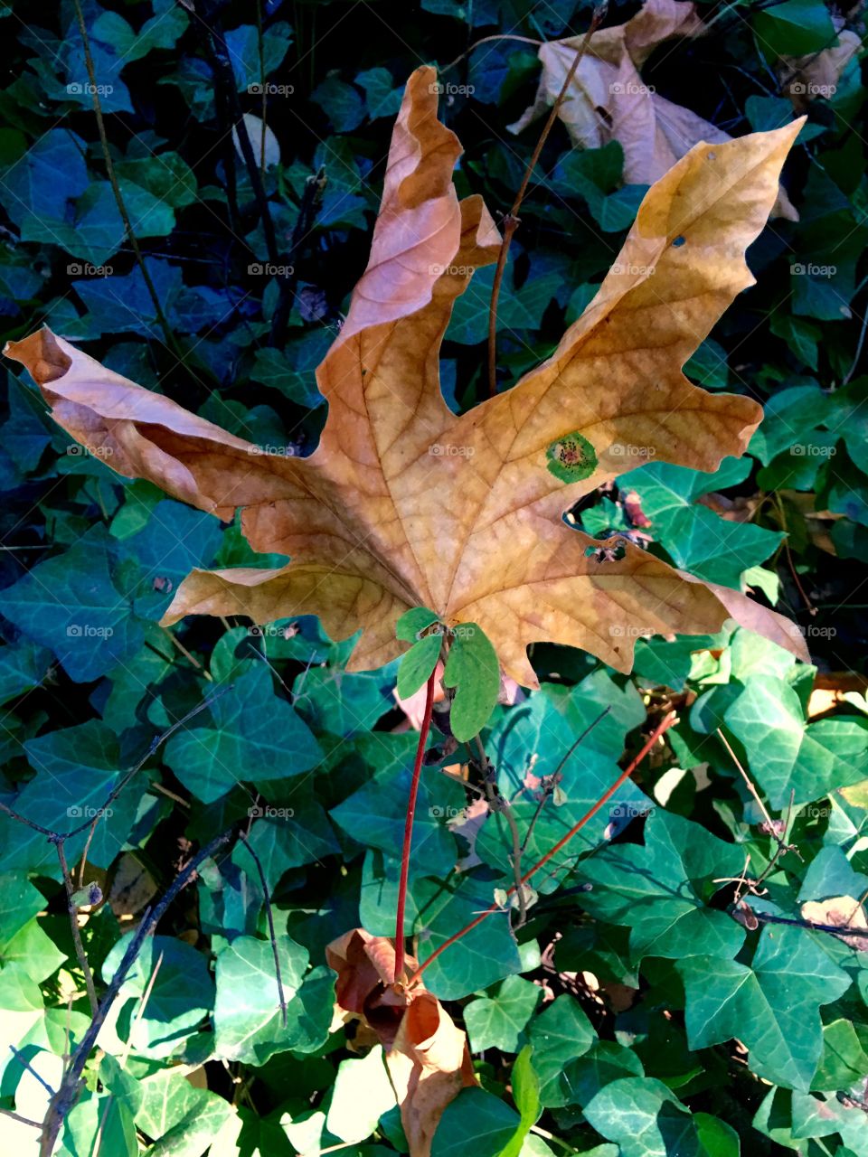 Leaf it to Fall