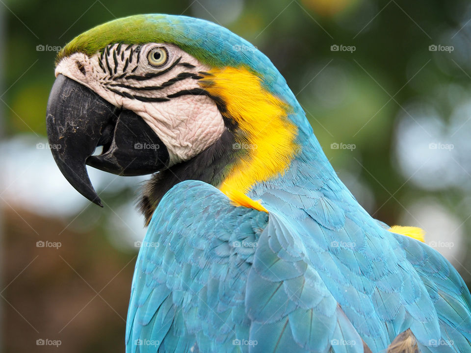 Closeup Blue and Yellow Macaw. Closeup of a Blue and Yellow Macaw in profile