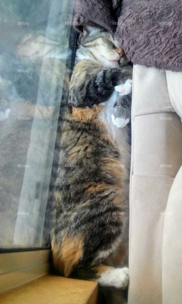 Cat in a windowsill