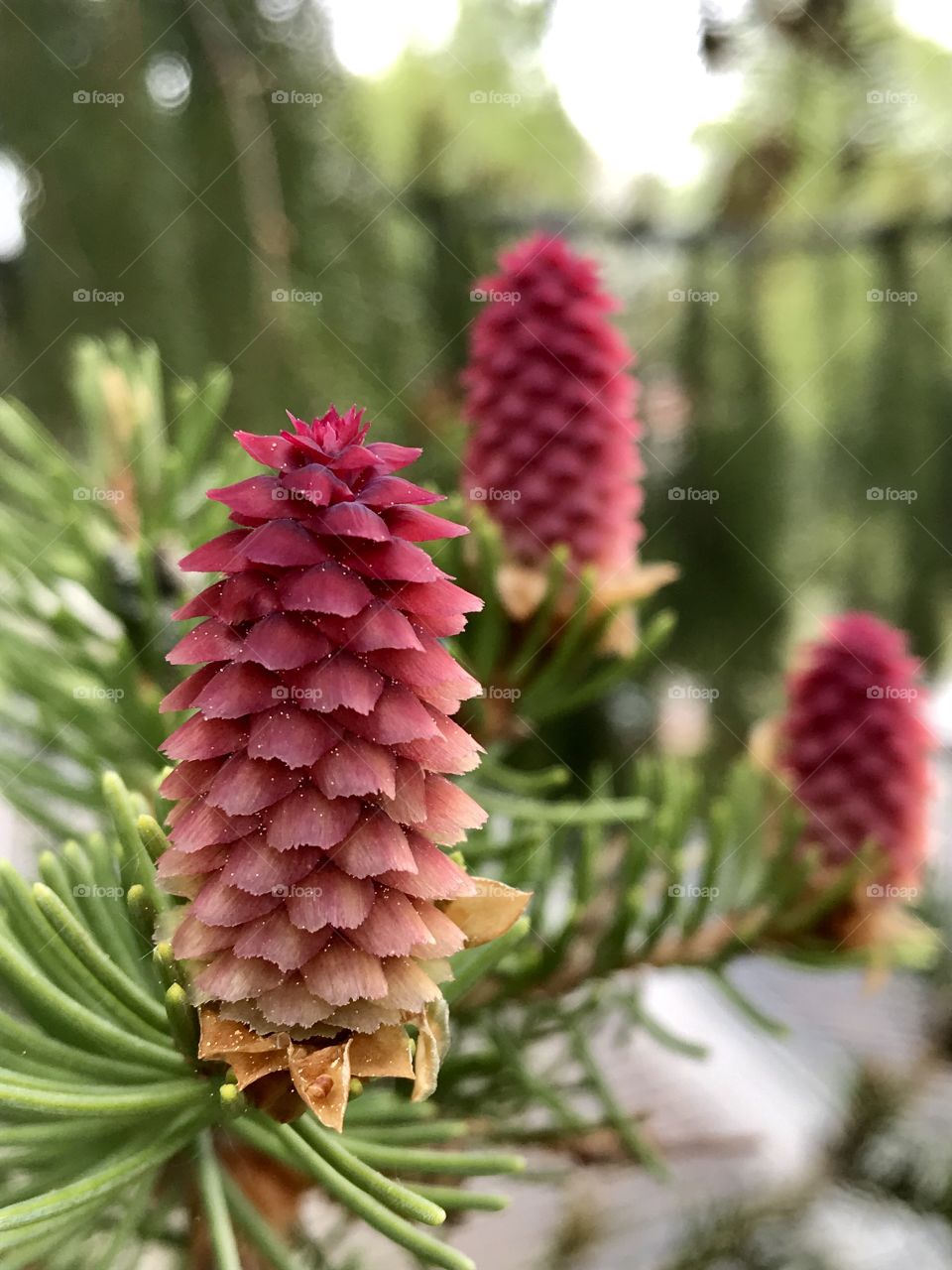 Pine tree flowers