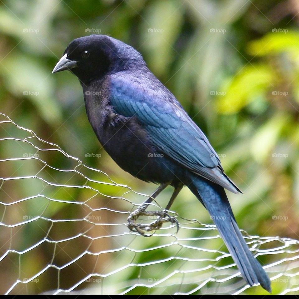 Variedad de aves de colombia. Ave azul oscuro, libre en el campo.