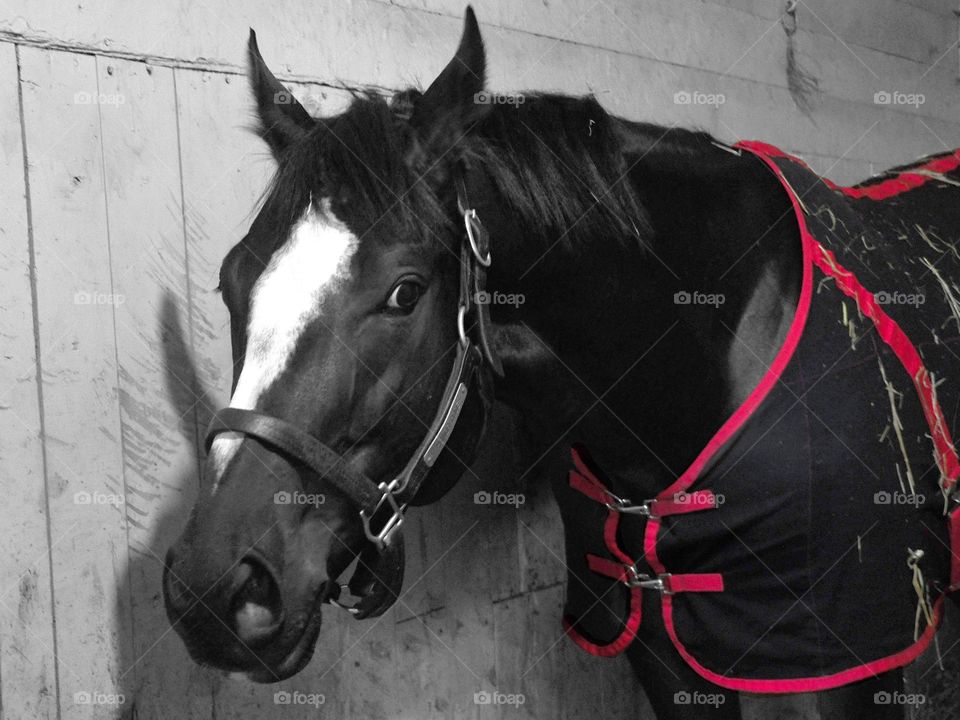 Honor Code. The great and powerful Honor Code resting in his stall after a nice workout at Belmont Park. 

zazzle.com/Fleetphoto 