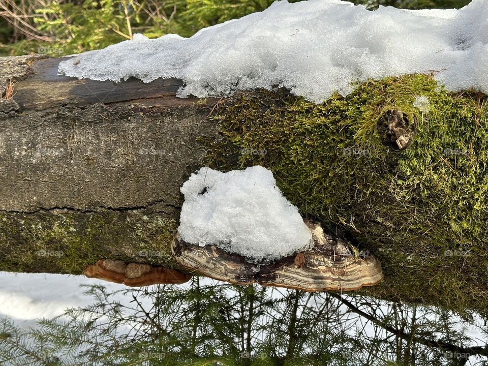 Frosty Mushrooms