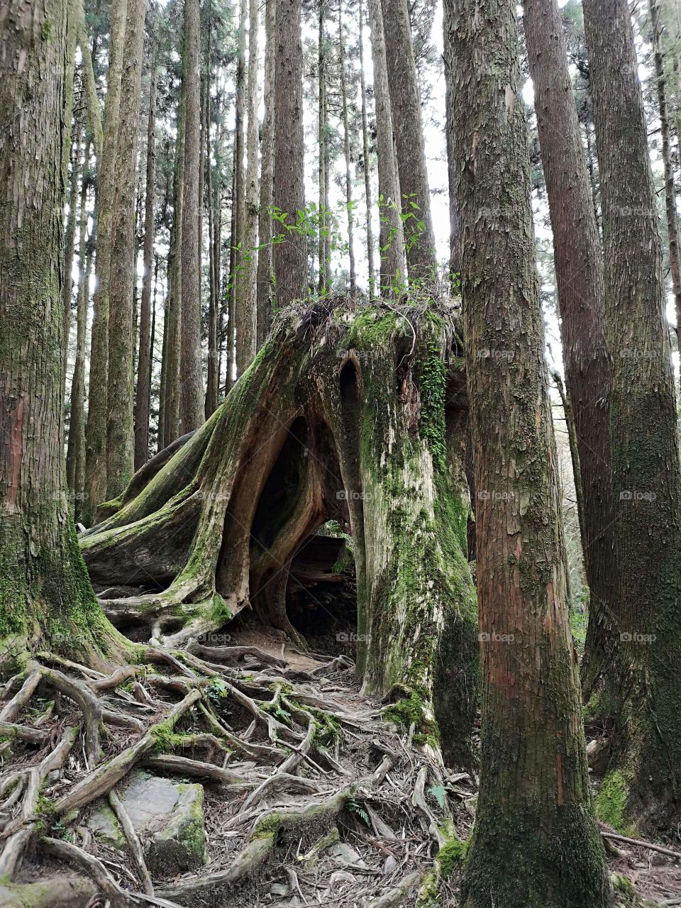 the beauty of forest.