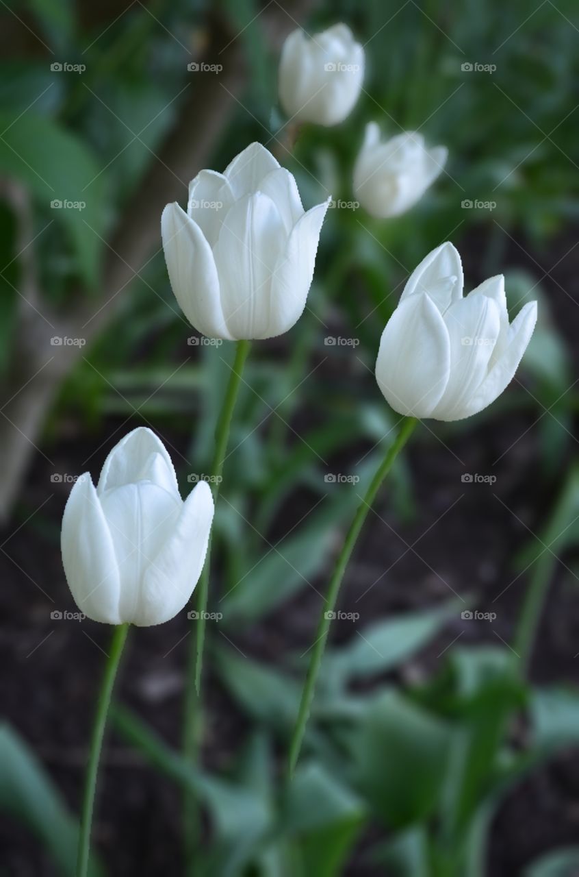 White Tulips