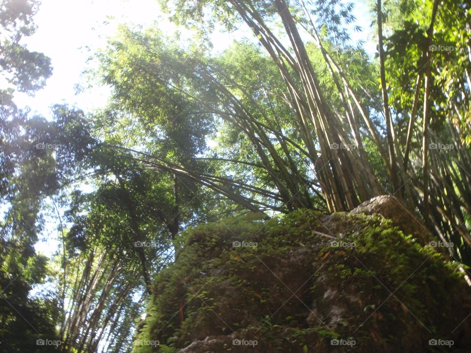 Wood, Tree, Nature, Landscape, Leaf