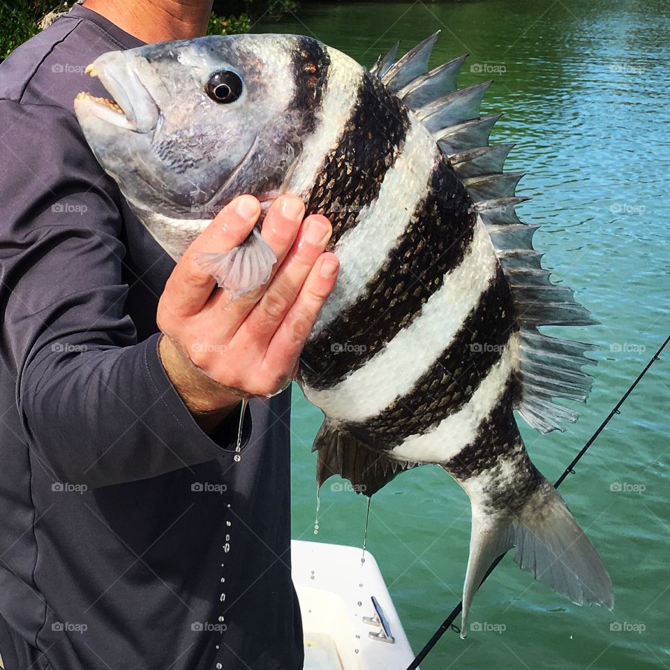 Sheepshead