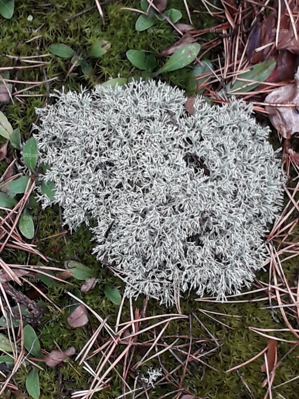 gray lichen in the forest