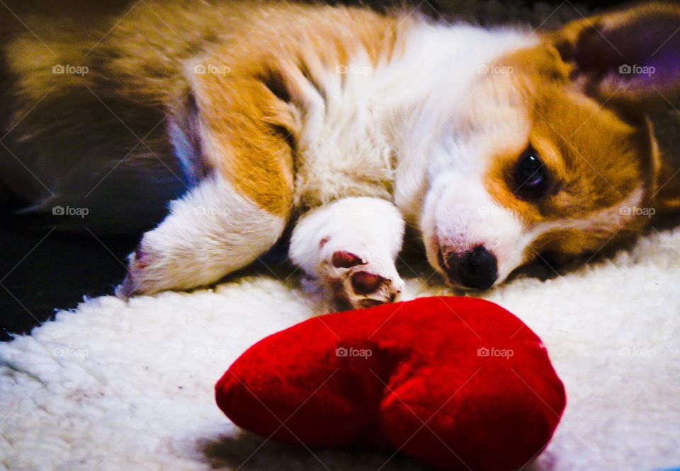 Puppy love. Welsh corgi pembroke puppy with a heart