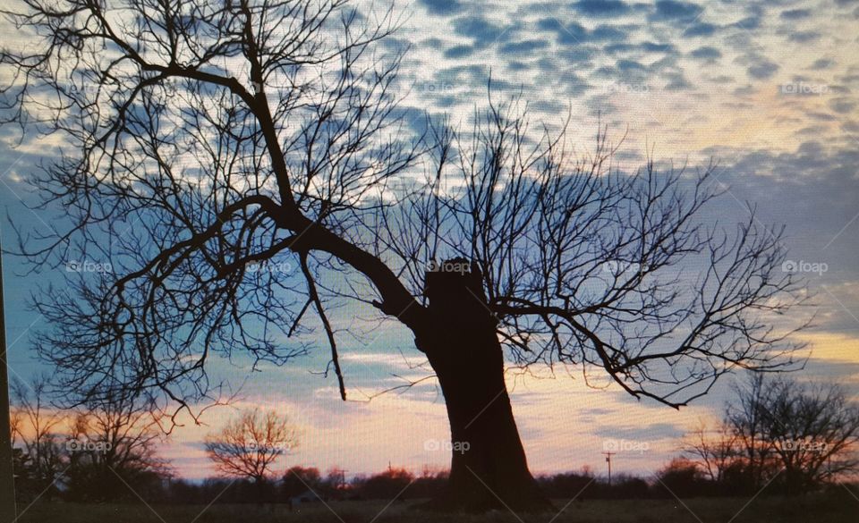Tree Night Sky Creepy
