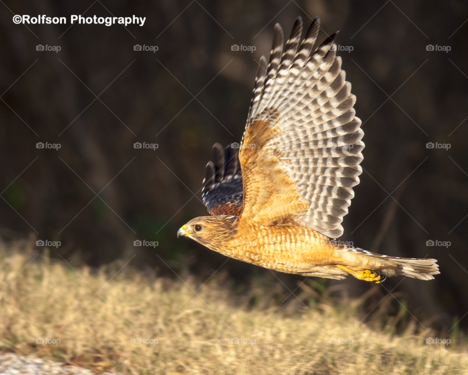 bird flight hawk red shouldere