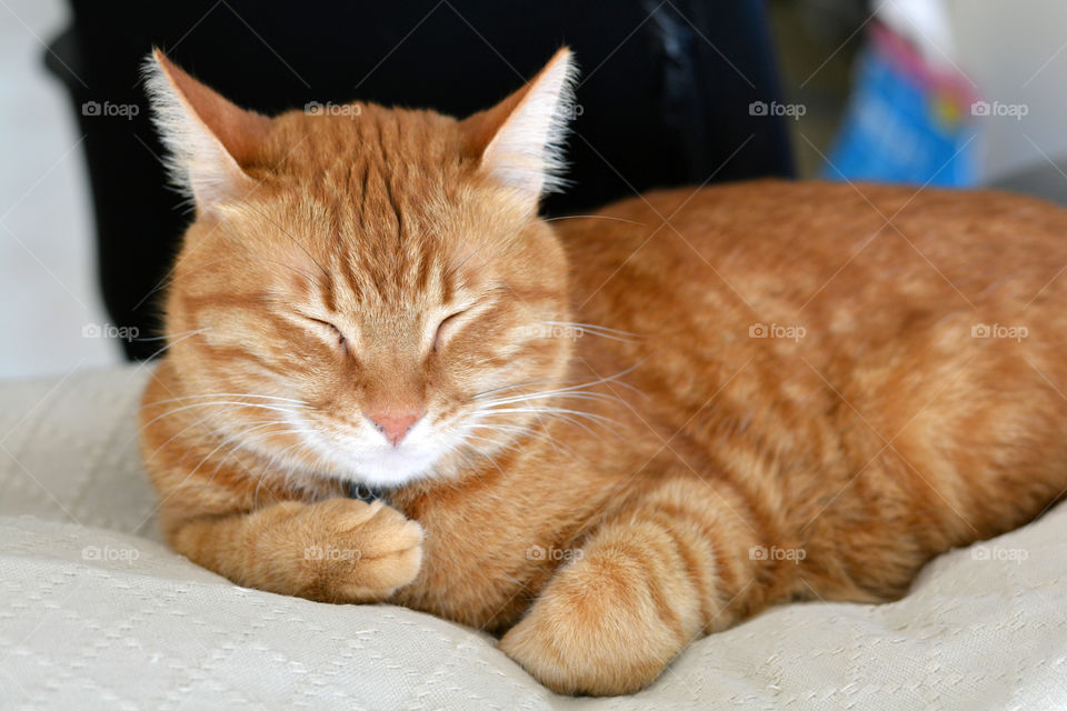 Ginger cat sleeping and sitting on the sofa.