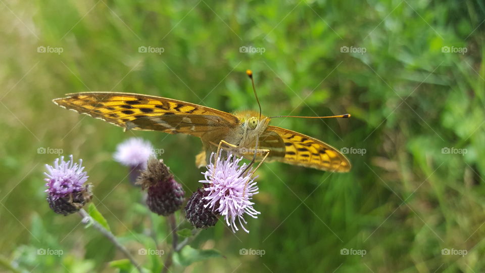 Orange butterfly on purple flower