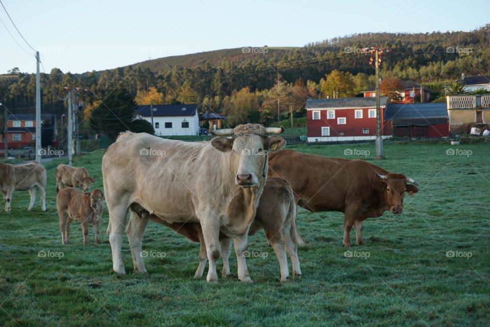 Cows#bulls#nature#farmhouse