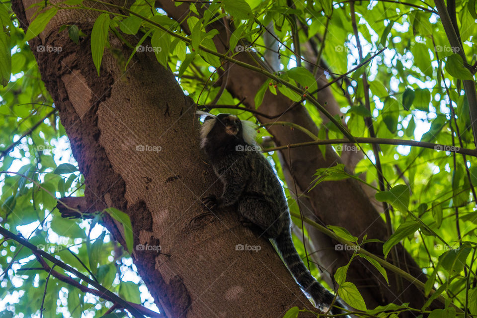 Tree, Wildlife, Nature, Wood, No Person