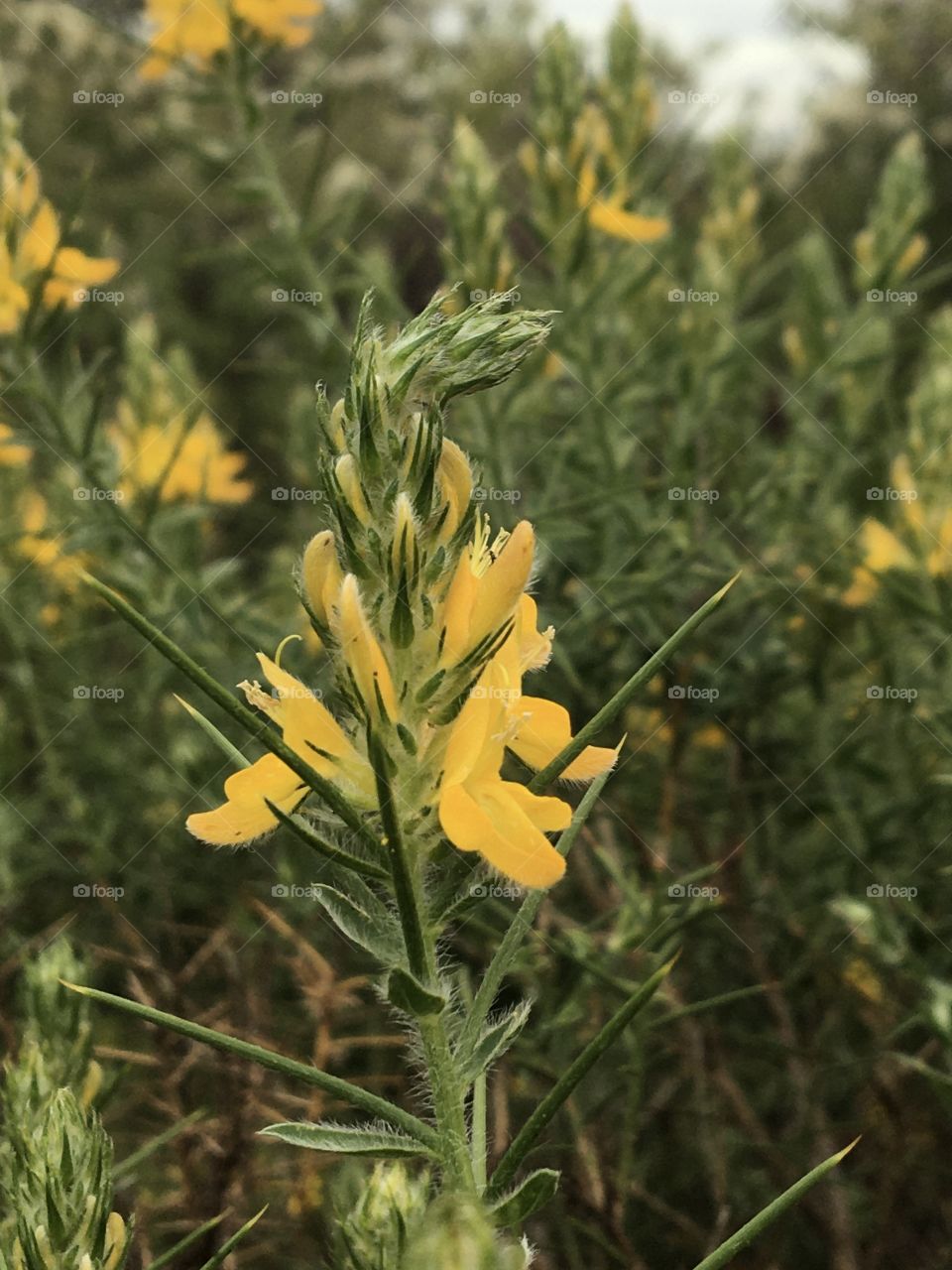 Yellow gorse first bloom 