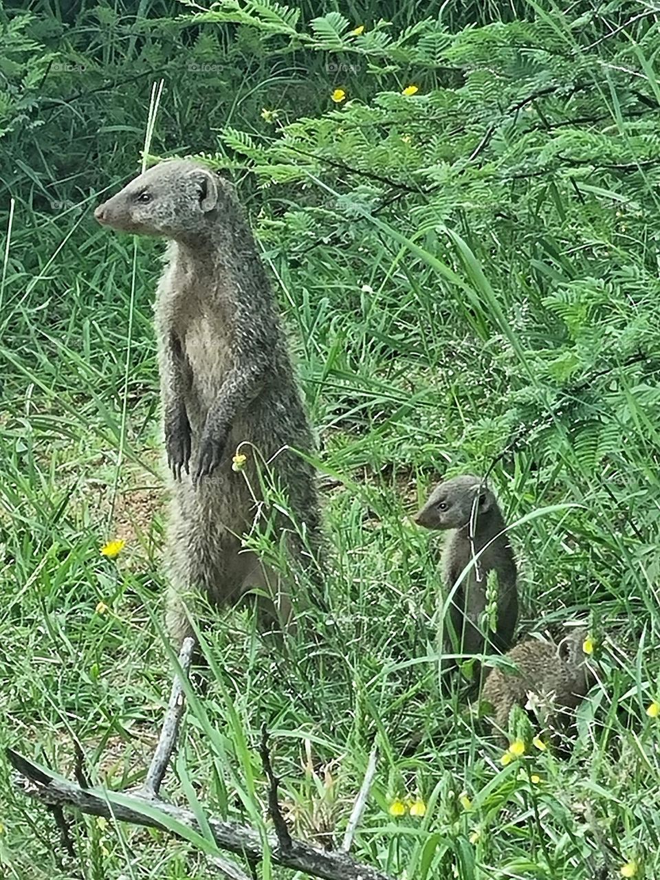 a banded mongoose and her young.