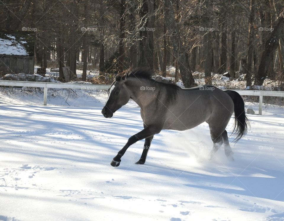 Freedom in the snow