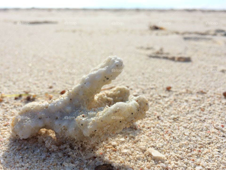 Coral in the seashore