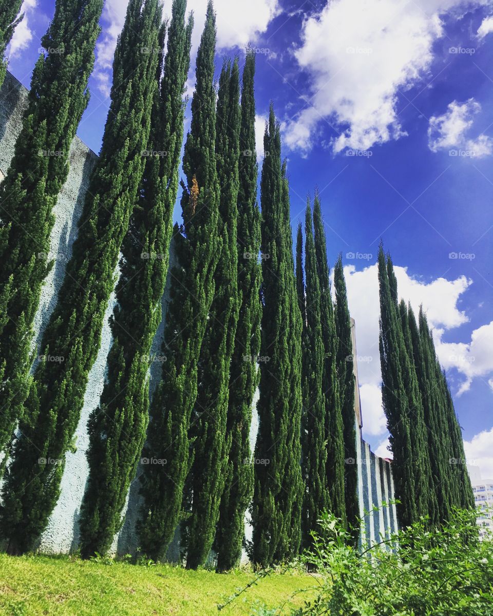 As árvores daqui nos permitem ver em escala o quão bela é a natureza. Viva a fotografia!