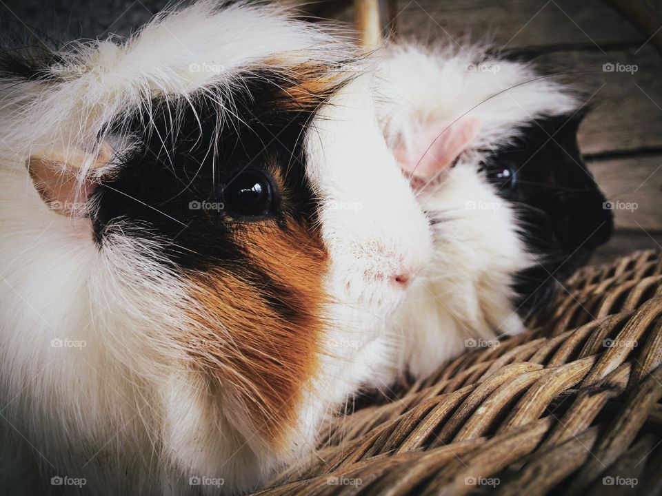 Guinea pig