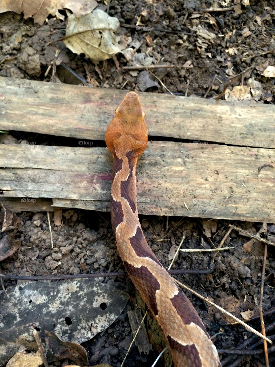 Unique Copper Head pattern