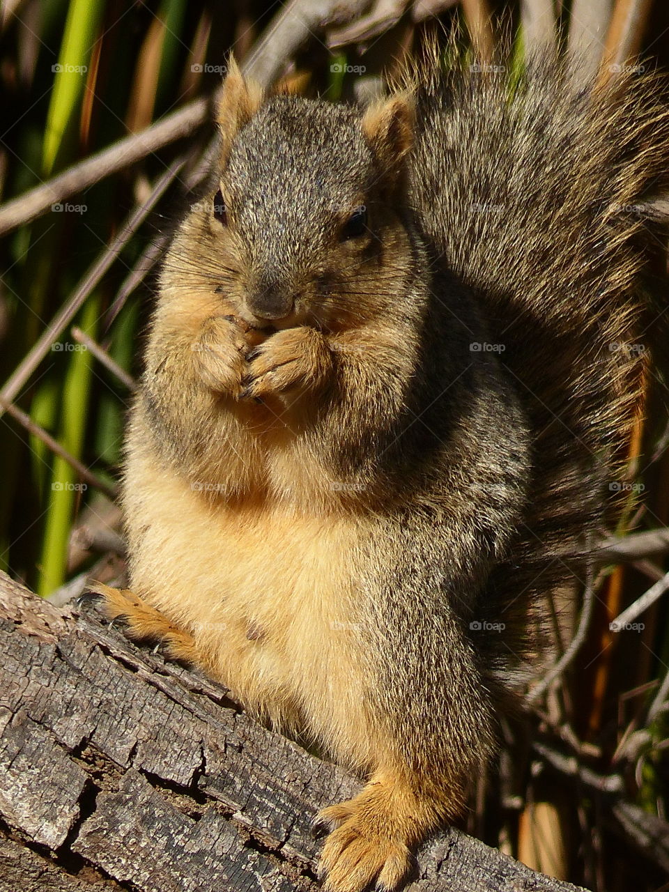 Squirrel nibbles on nut