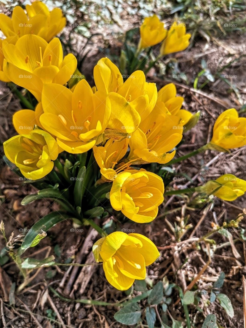 Crocuses