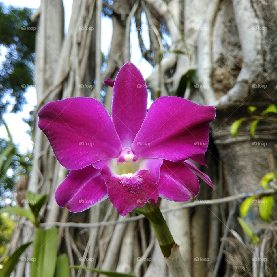 Orchid Close Up