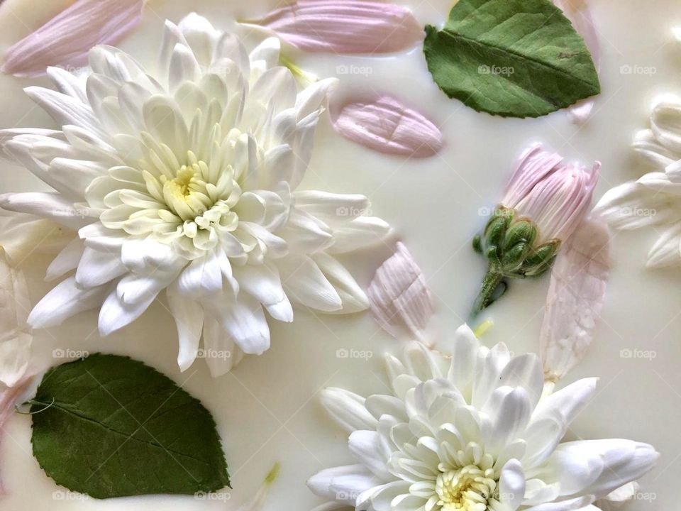 White and pink flowers in milk
